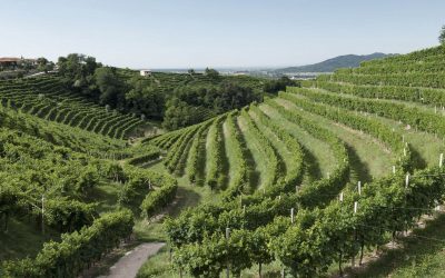 La cultura del vino en Italia