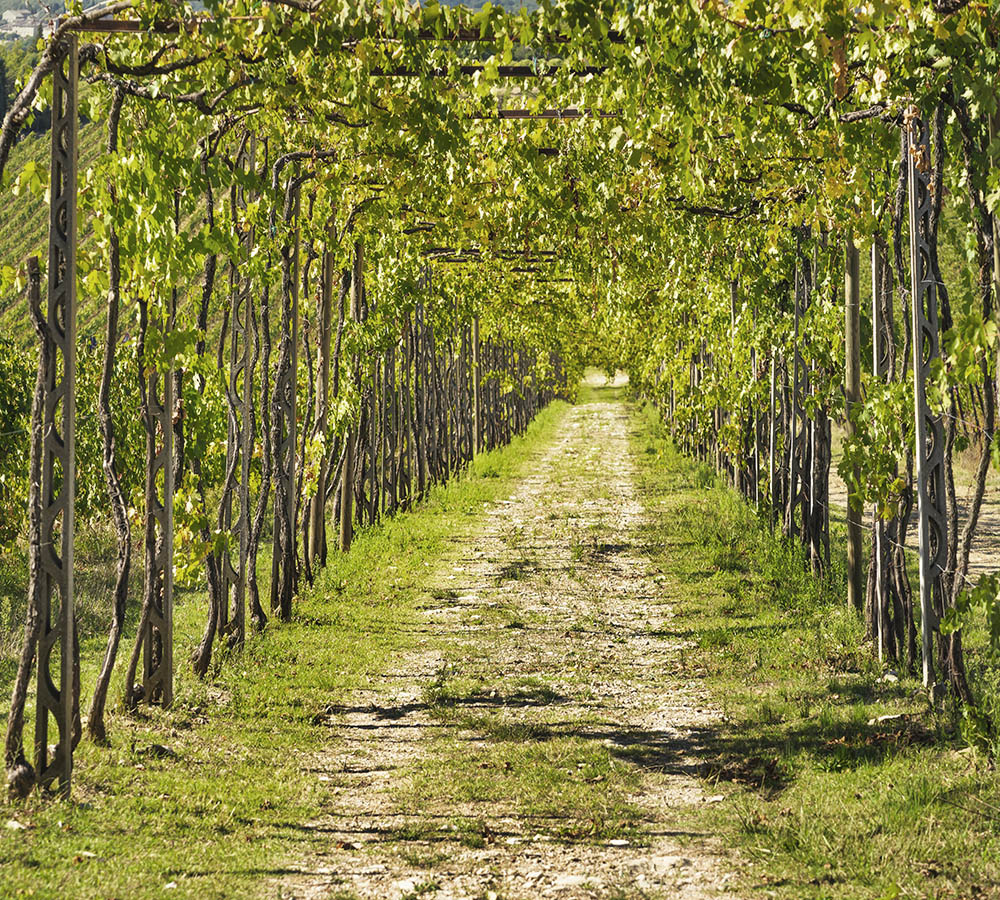 region de producción de vino en Italia Toscana